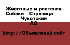 Животные и растения Собаки - Страница 12 . Чукотский АО